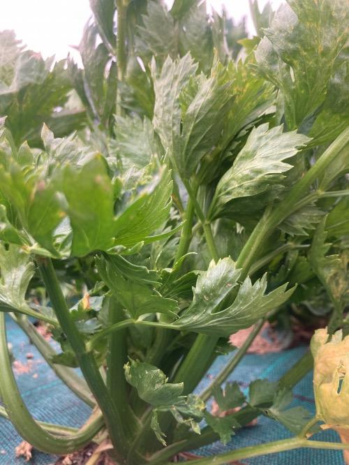 Bouquet céleri branche – Les Doux Jardins du Vivarais