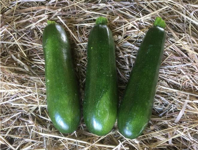 Courgette Verte  – Les Doux Jardins du Vivarais