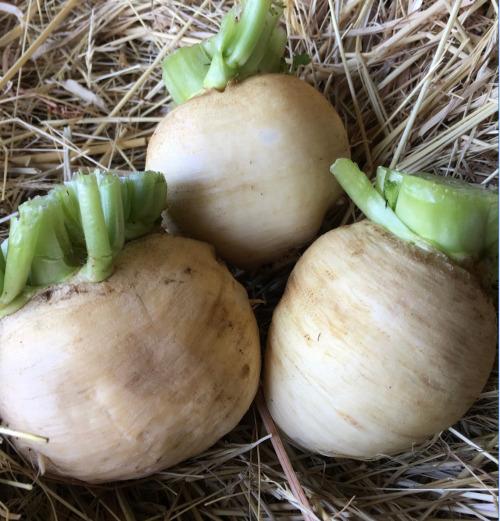 Navet Boule d'or – Les Doux Jardins du Vivarais