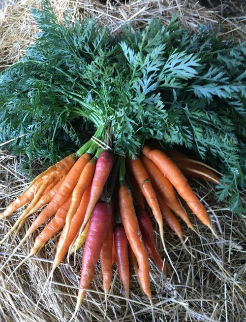 Carottes nouvelles Botte  – Les Doux Jardins du Vivarais