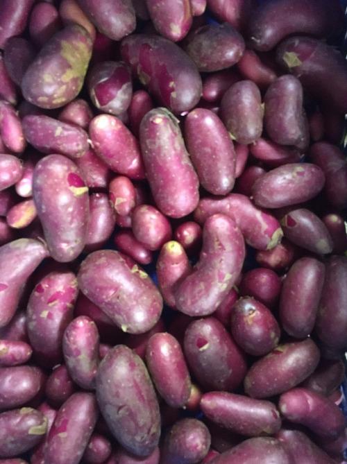 Pomme de Terre Cheyenne – Les Doux Jardins du Vivarais