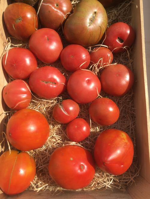 Tomates Anciennes – Les Doux Jardins du Vivarais