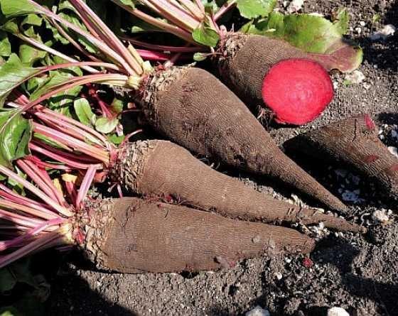 Plant de betterave – La Main Verte - Maraîchage Bio 