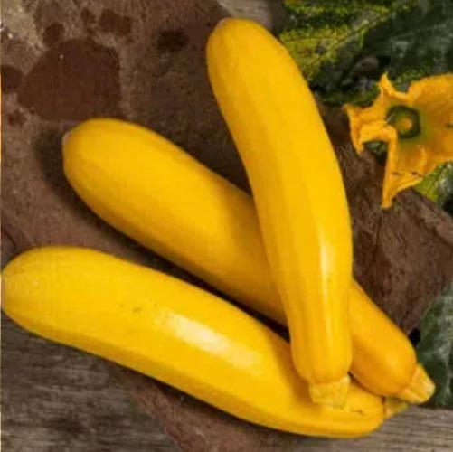 Courgette jaune et/ou blanche – Les Doux Jardins du Vivarais