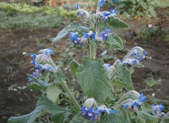 Plant d'aromatique – La Main Verte - Maraîchage Bio 