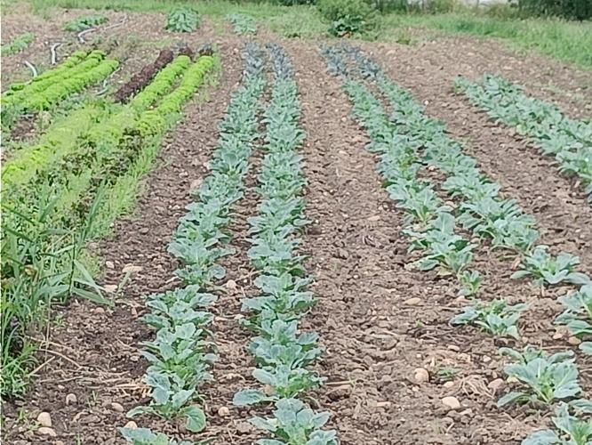 Earl ferme de serpolet – producteur local