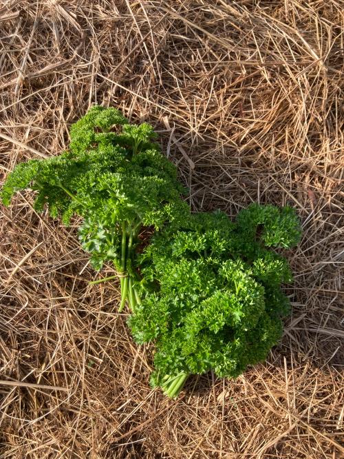 Persil Frisé – Les Doux Jardins du Vivarais
