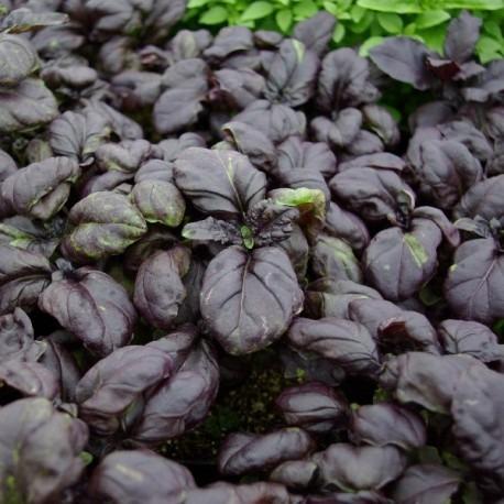 Plant d'aromatique – La Main Verte - Maraîchage Bio 