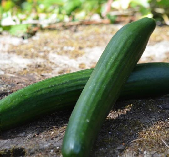 Concombre lisse – Les Doux Jardins du Vivarais