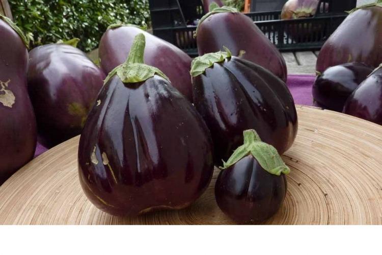 Plant aubergine