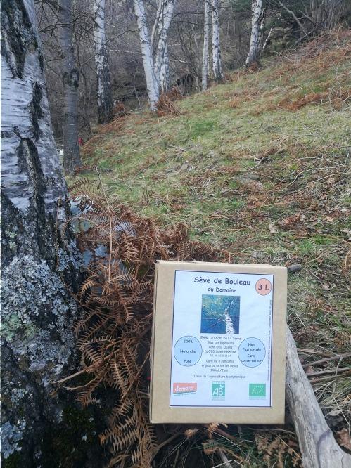 Seve de Bouleau – EARL Le Chant de la Terre