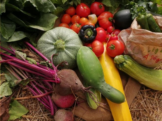 Panier 3,5kg + 2 salades + 1 sachet de verdure – Les Jardins de Baugnac