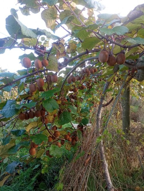 Kiwi – Les Jardins de Trelen