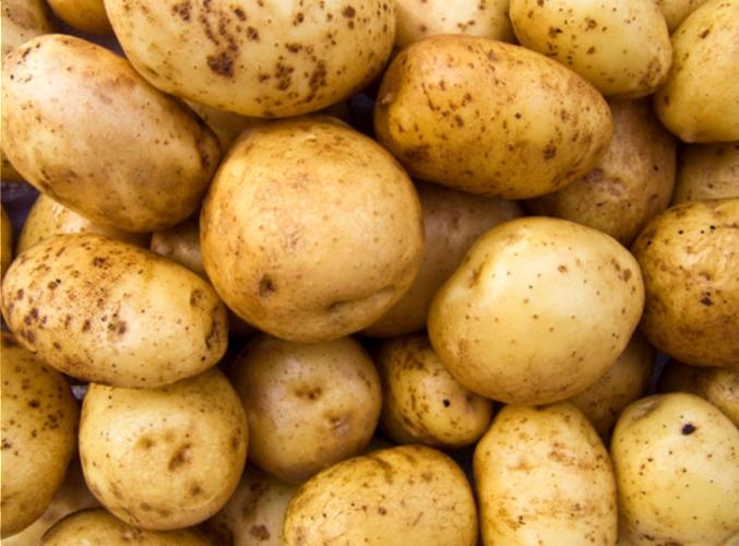 Pomme de terre AGRIA – Les Doux Jardins du Vivarais