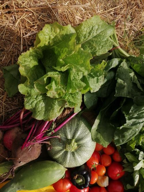 Panier 2,5kg + 1 salade + 1 sachet de verdure ou un sachet de salade coupée. – Les Jardins de Baugnac