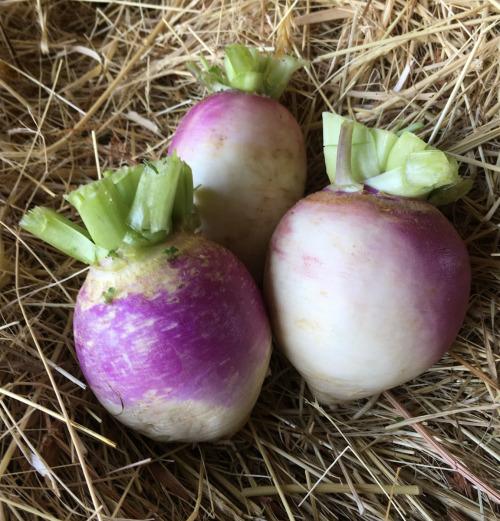 Navet Violet – Les Doux Jardins du Vivarais