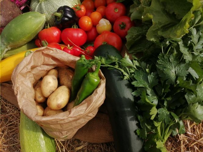 Panier 1,5kg + 1 salade ou 1 sachet de verdure – Les Jardins de Baugnac