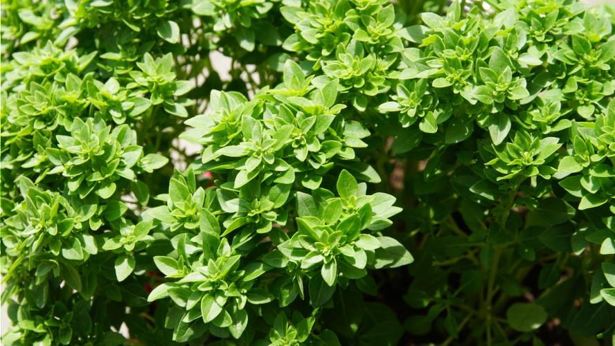 Plant d'aromatique – La Main Verte - Maraîchage Bio 