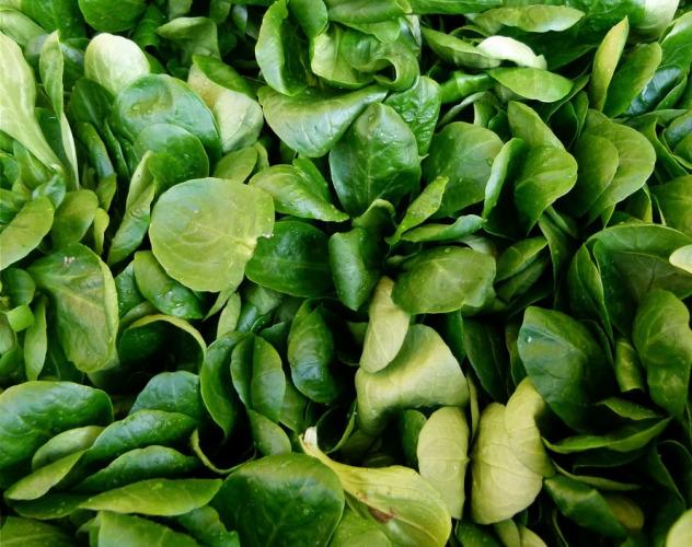 Mâche – Les Doux Jardins du Vivarais