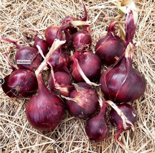 oignons rouge – Les Doux Jardins du Vivarais