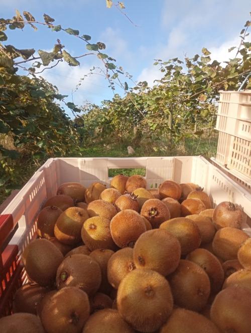 Kiwi – Les Jardins de Trelen