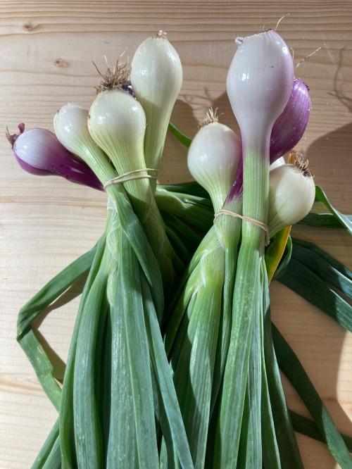 Botte oignon nouveau – Les Doux Jardins du Vivarais