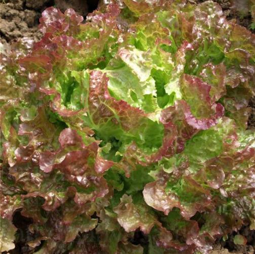 Salade Grenobloise – Les Doux Jardins du Vivarais