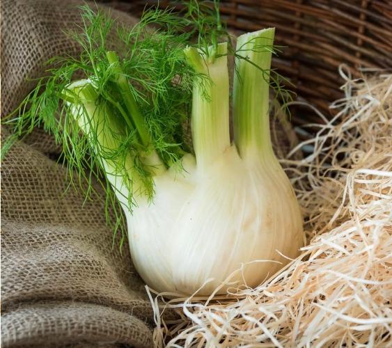 Fenouil – Les Doux Jardins du Vivarais