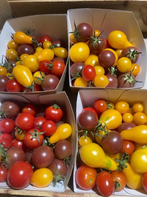 Barquette Tomates cerises – Les Doux Jardins du Vivarais