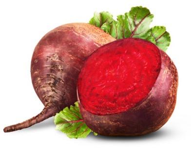 Plant de betterave
