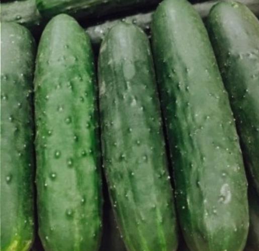 Concombre Akito – Les Doux Jardins du Vivarais