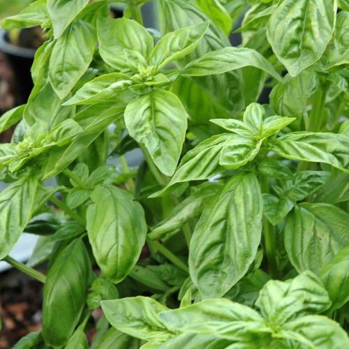 Plant d'aromatique